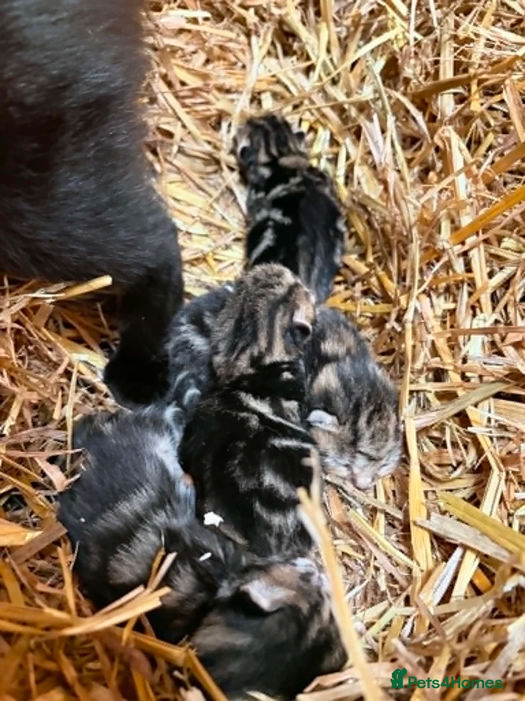 Mixed Breed cats for sale: OUTDOOR KITTENS - Advert 2