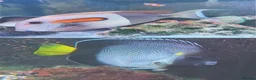 Other/Mixed Breed fish for sale: Orange Shoulder Tang & Cream Angelfish Marine Fish in Hailsham - Advert 1