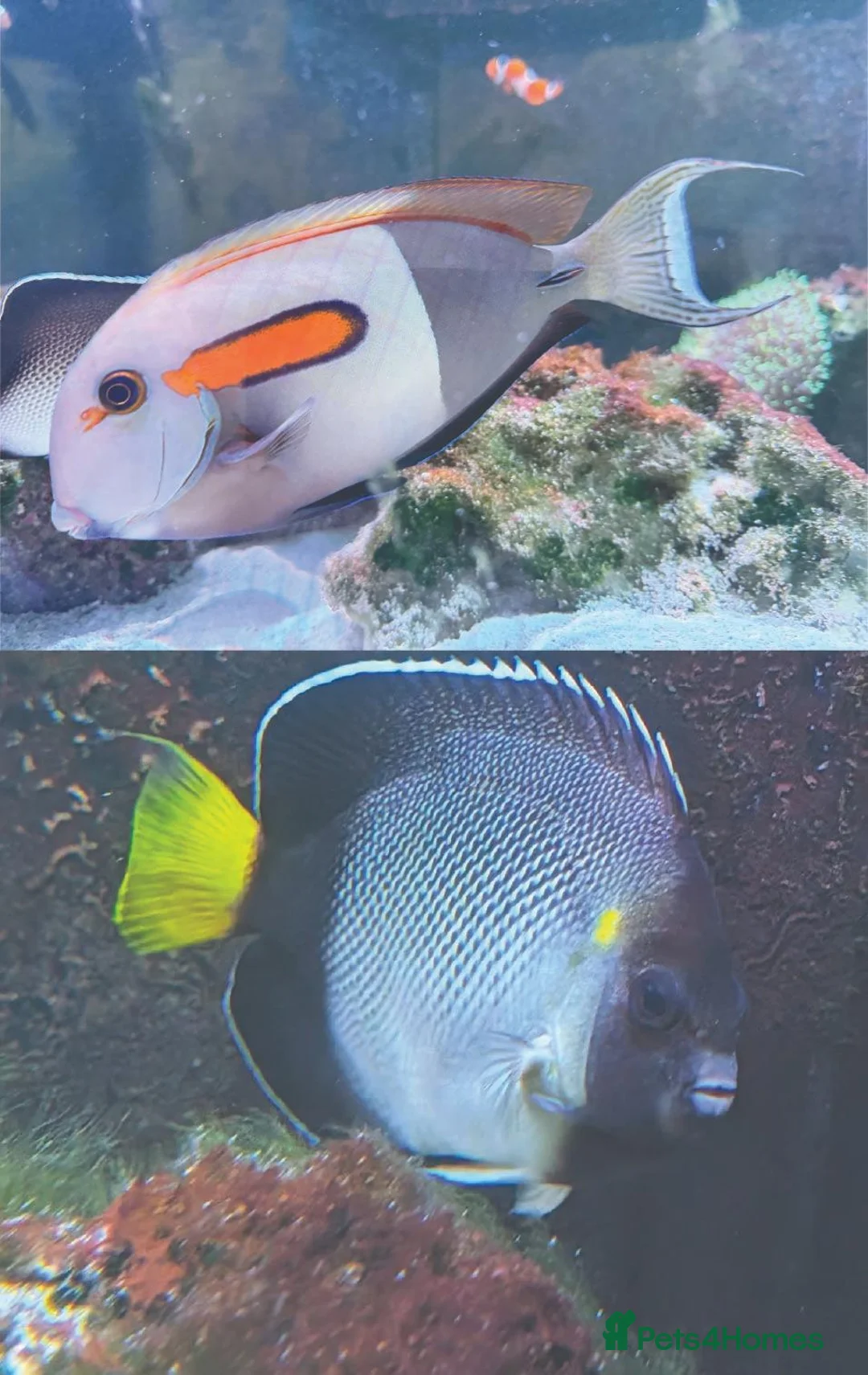 Other/Mixed Breed fish for sale: Orange Shoulder Tang & Cream Angelfish Marine Fish in Hailsham - Advert 1