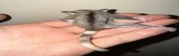 Sugar Glider rodents for sale: Two female sugar glider joeys - Advert 11