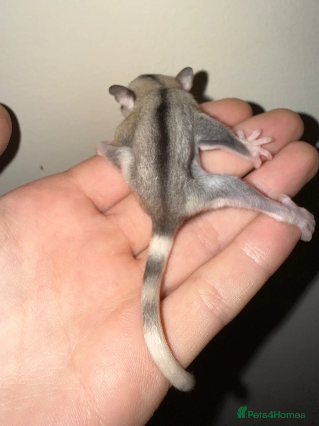 Sugar Glider rodents for sale: Two female sugar glider joeys - Advert 11