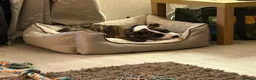Staffordshire Bull Terrier dogs for sale: Tiger brindle Staff puppy - Advert 7