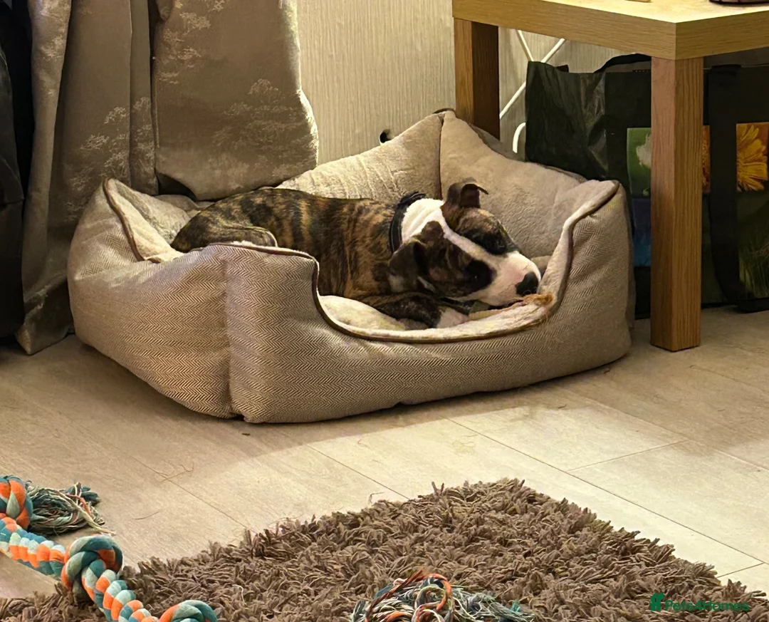 Staffordshire Bull Terrier dogs for sale: Tiger brindle Staff puppy - Advert 7