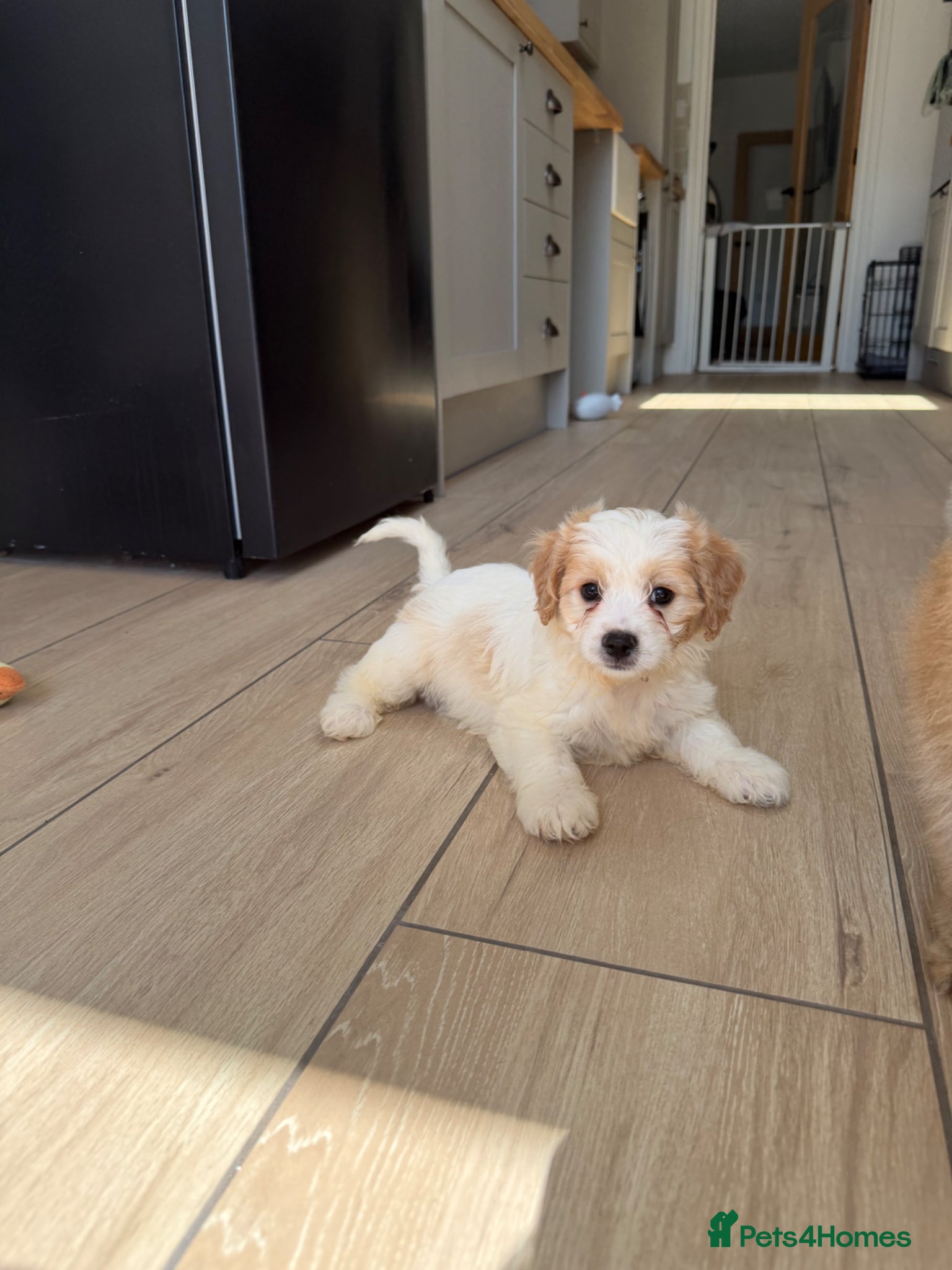 Cavachon dogs ⭐️ Girs Remain ⭐️ - Advert 4