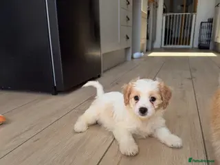 Cavachon dogs ⭐️ Girs Remain ⭐️ - Advert 4
