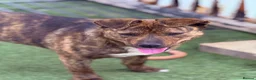 Mixed Breed dogs for adoption: Cute Gina looking for a home - Advert 7