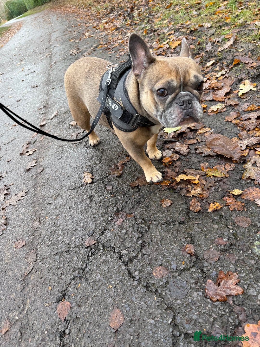French Bulldog dogs for sale: Female French bulldog - Advert 2