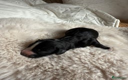 Cockapoo dogs for sale: 8 Gorgeous Cockapoo puppies  - Image 7