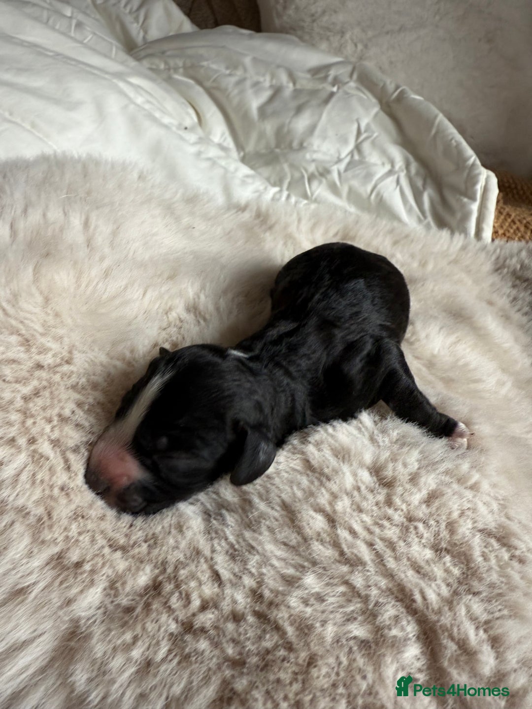 Cockapoo dogs for sale: 8 Gorgeous Cockapoo puppies  - Image 7