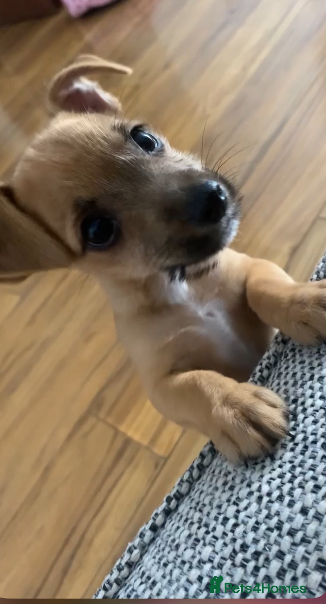 Jack Russell dogs for sale: Lilly - Image 3