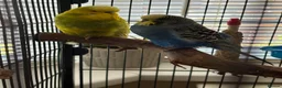 Budgerigars birds for sale: Two male budgies  in Houghton le Spring - Advert 2