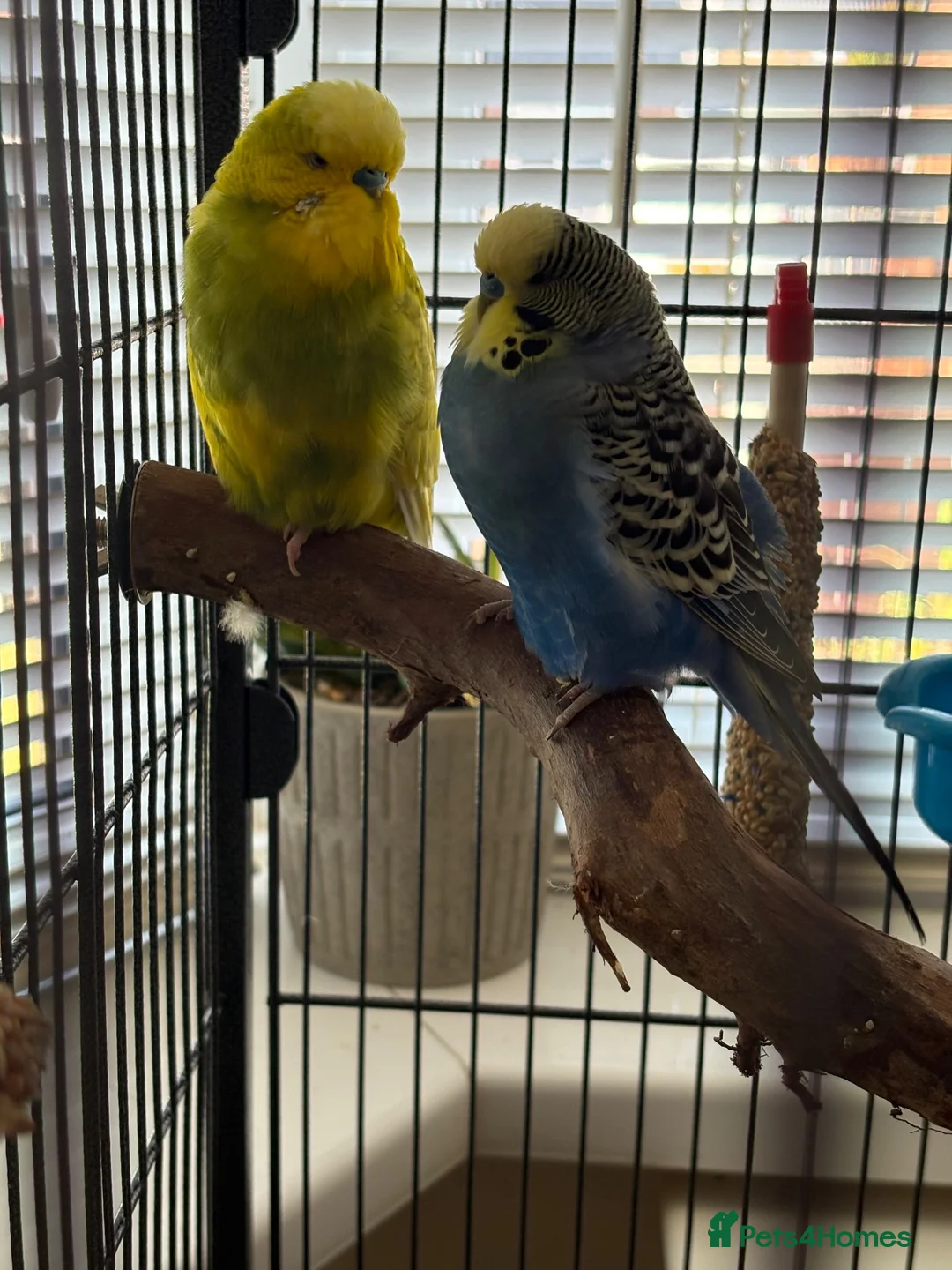 Budgerigars birds for sale: Two male budgies  in Houghton le Spring - Advert 2