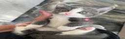 Ragdoll cats for sale: Smokey Grey Ragdoll X Kittens  - Advert 3