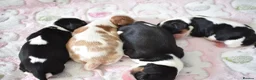 Cavalier King Charles Spaniel dogs for sale: MRI scanned parents fullY health tested - Advert 13