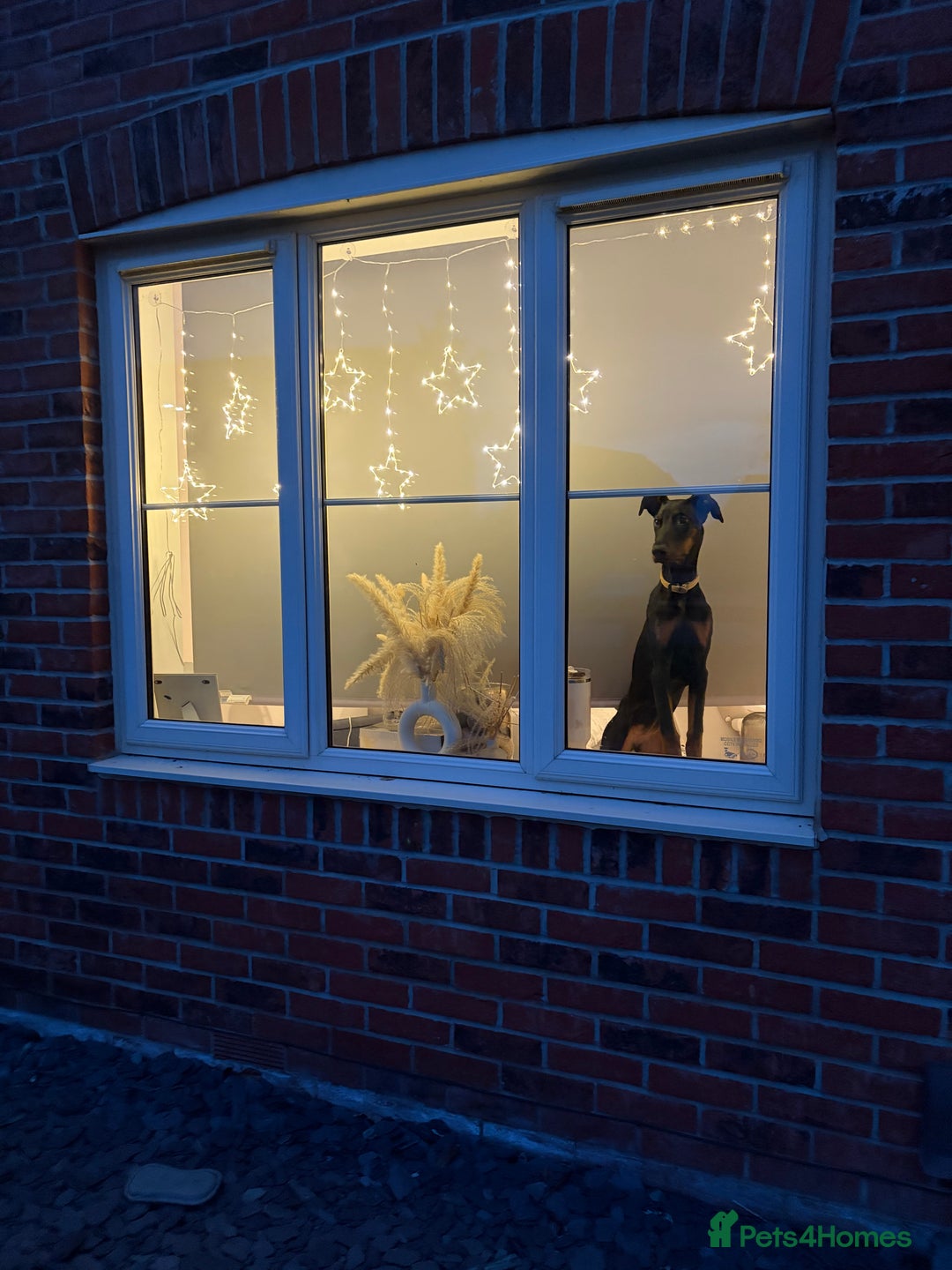 Dobermann dogs for sale: 7 Month female Doberman  - Advert 1