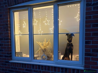 Dobermann dogs 7 Month female Doberman - Advert 1