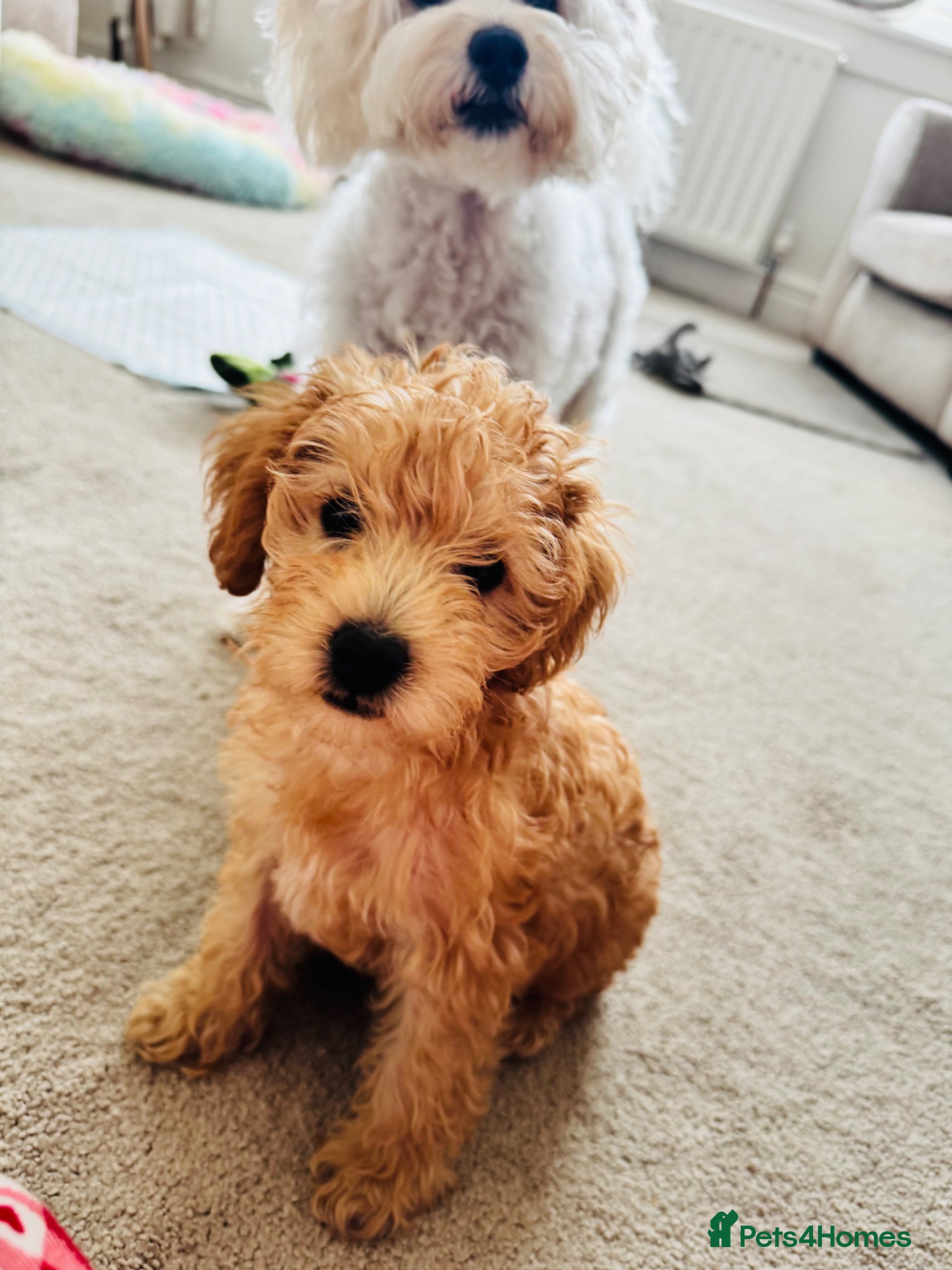 Schnoodle dogs 1 left! Miniature Schnoodle/Toy Poodle Pups - Advert 2