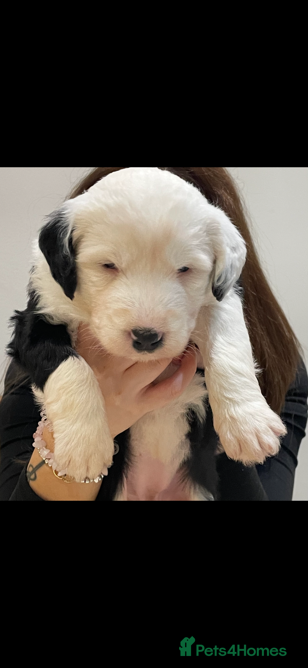 Old English Sheepdog dogs for sale: Pure old English sheepdog pups - Image 4