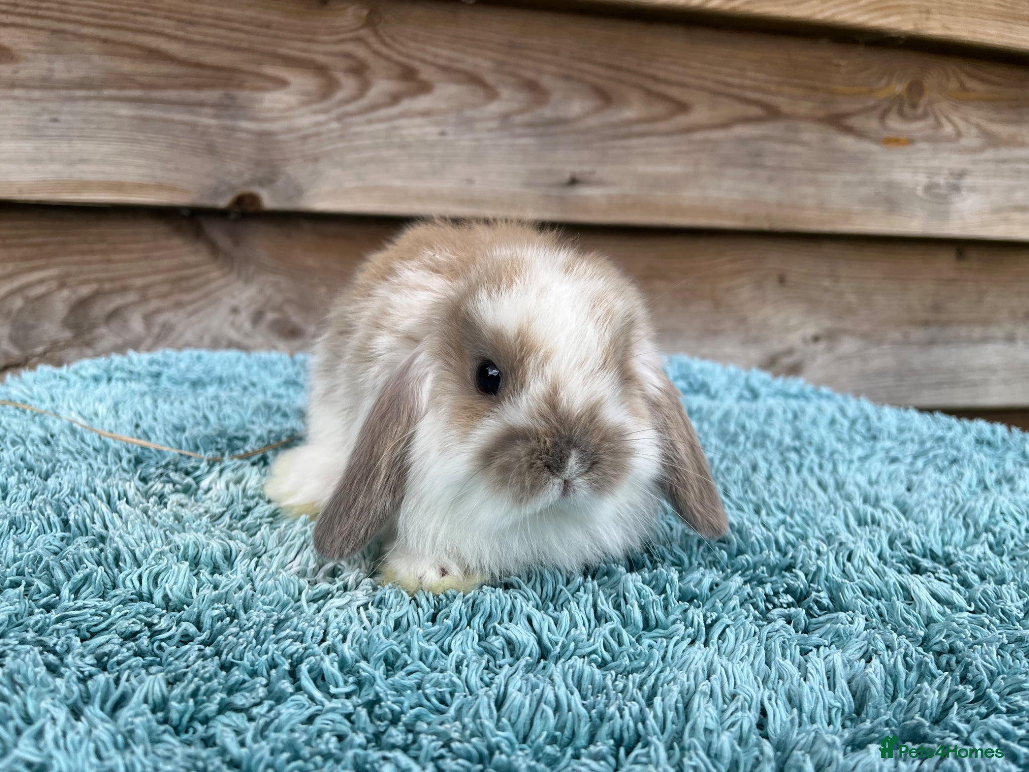 Mini Lop rabbits for sale: Gorgeous pure Mini lops  - Advert 5