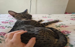 Savannah cats for sale: Beautiful Savannah Girl for 5* home - Image 10