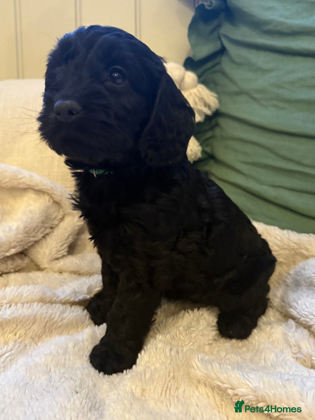 Cockapoo dogs for sale: Stunning litter of F1 Cockapoo Puppies  - Advert 22
