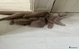 British Shorthair cats for sale: British shorthair kittens - Image 11