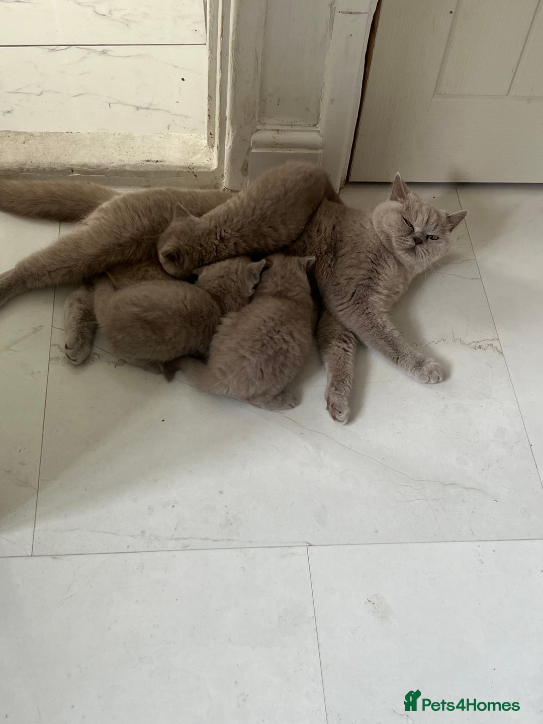 British Shorthair cats for sale: British shorthair kittens - Image 11