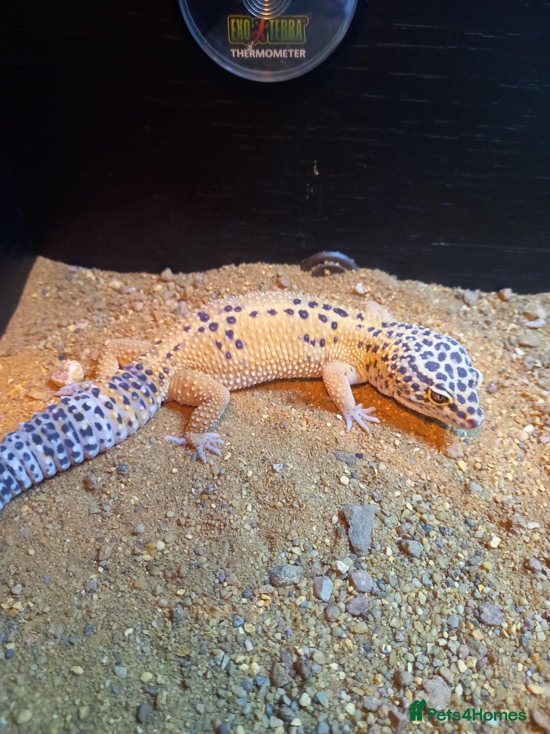 Gecko reptiles for sale: Leopard geckos for sale - Image 6