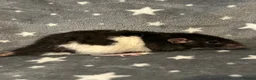 Rat rodents for sale: Older Dumbo Rats 5+months Male and Female  - Advert 2