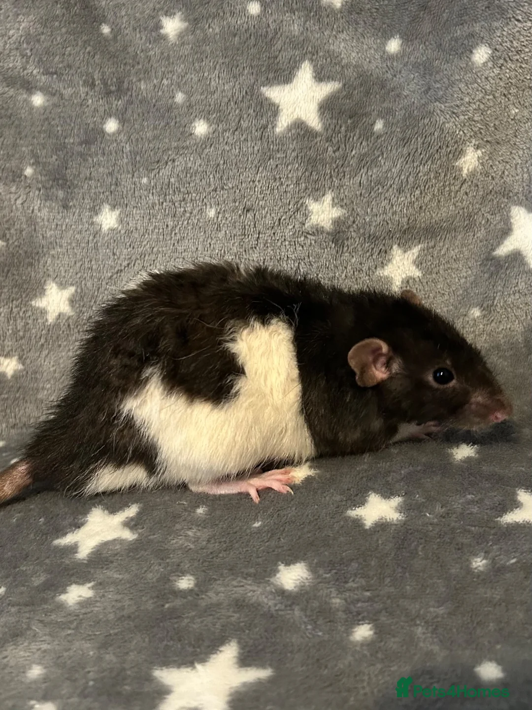 Rat rodents for sale: Older Dumbo Rats 5+months Male and Female  - Advert 2