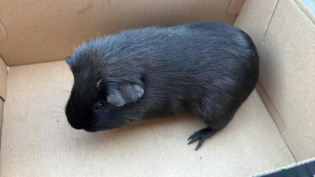 Guinea Pig rodents for sale: Female guinea pigs - Image 7