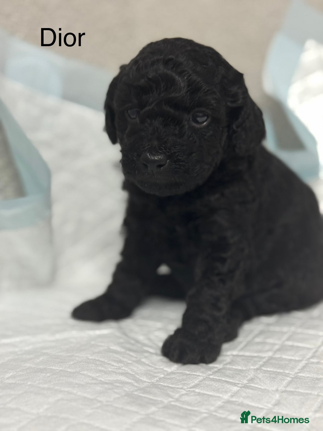 Toy Poodle dogs for sale: Toy poodle  - Advert 13