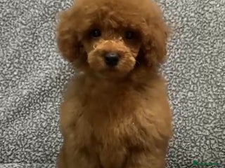 Toy Poodle dogs DNA health tested Toy Poodle male pups - Advert 5