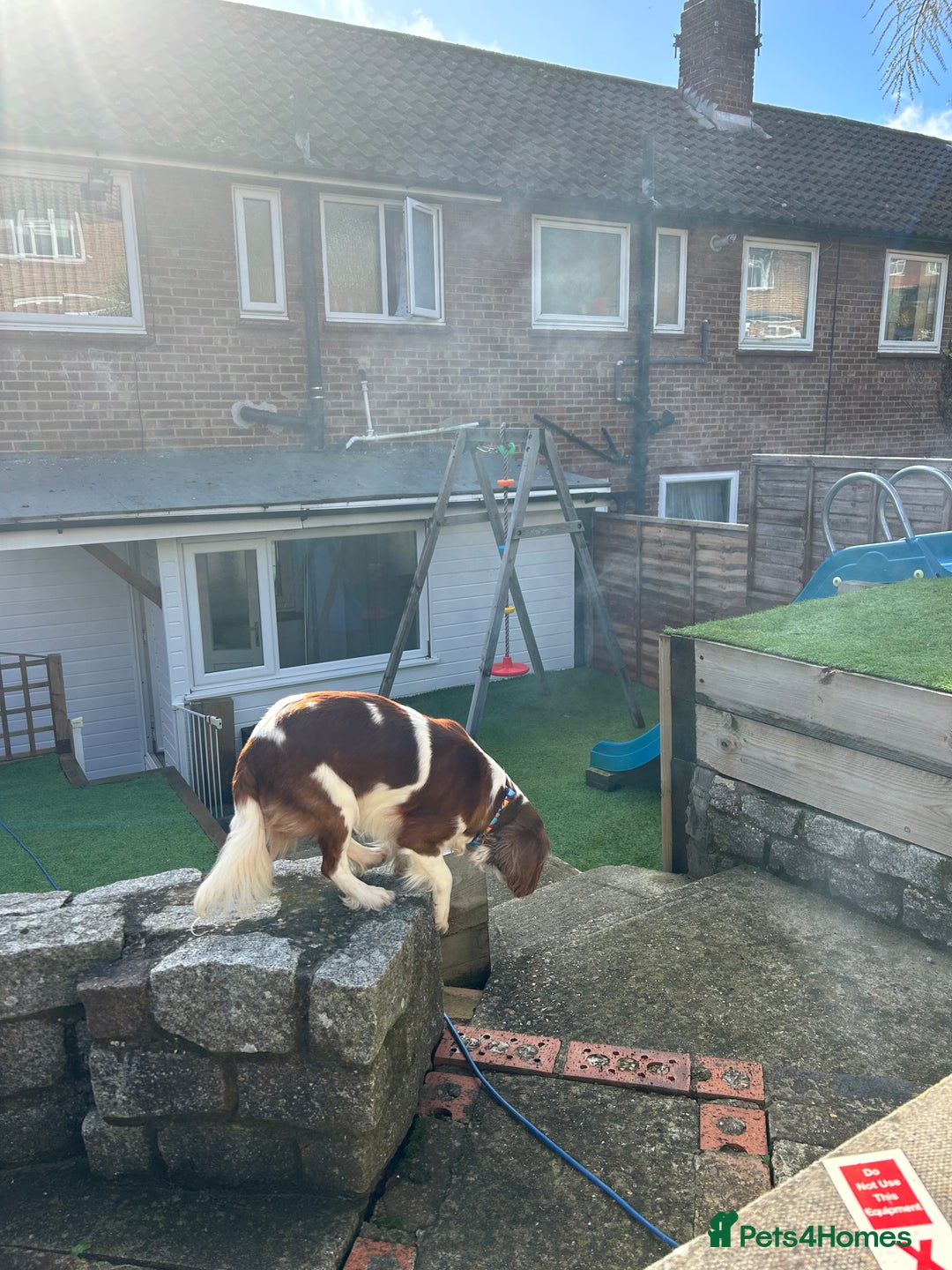 Cavalier King Charles Spaniel dogs for stud: KC registered health tested Blenheim stud in Folkestone - Image 10
