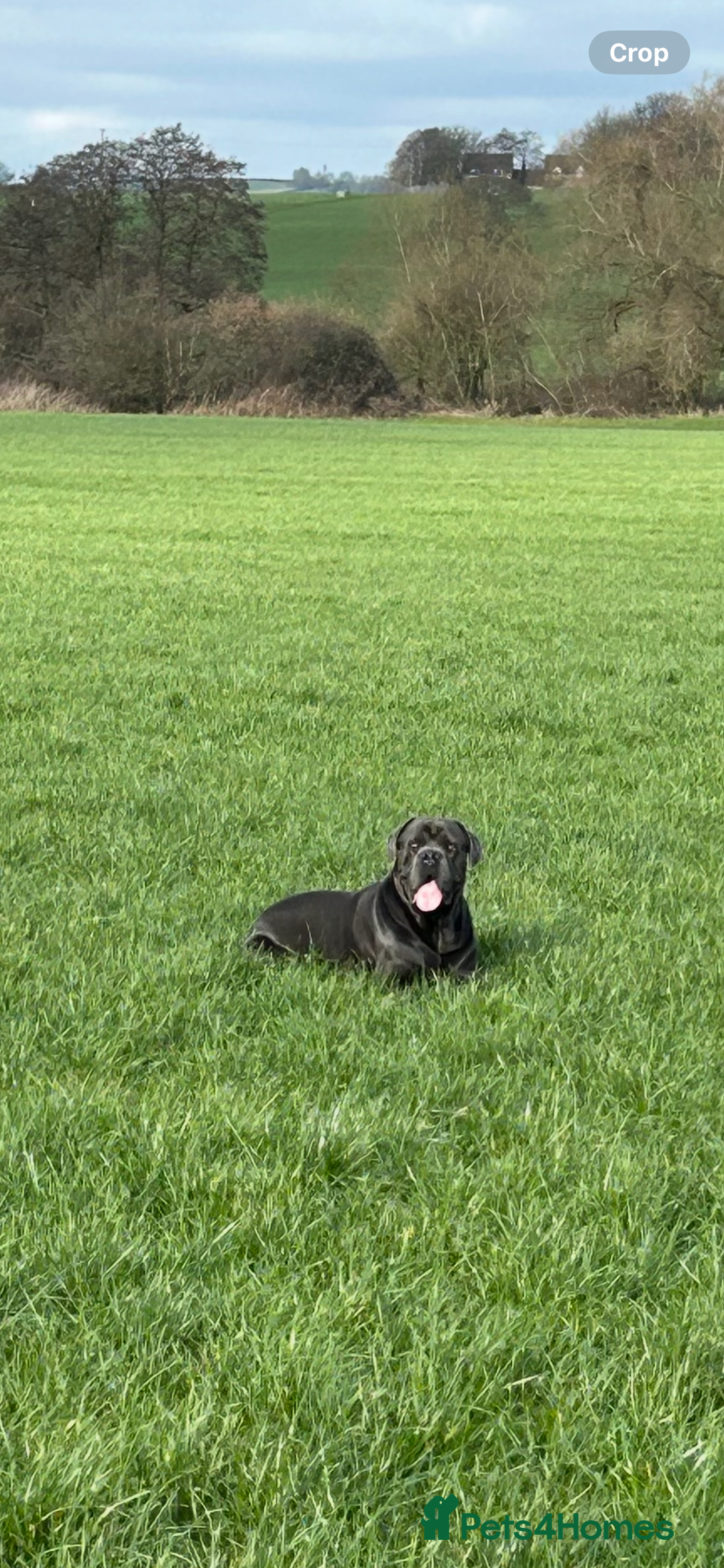 Cane Corso dogs for stud: Denzal  - Image 4