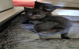 British Shorthair cats for sale: Gabriel Vasile  - Image 9