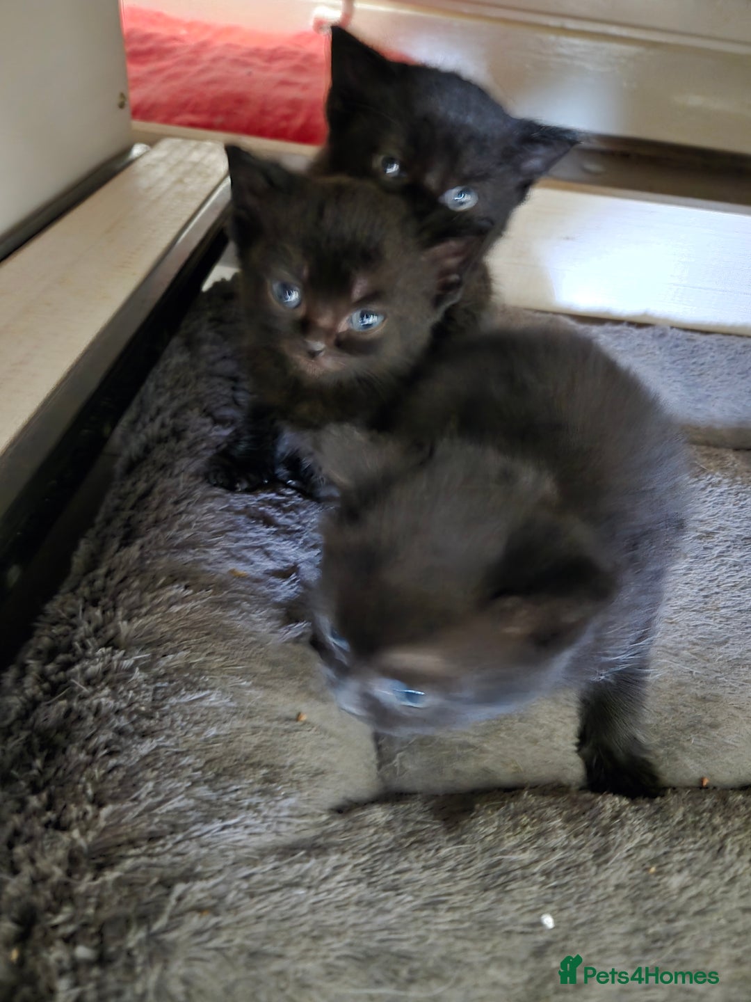 British Shorthair cats for sale: Gabriel Vasile  - Image 9