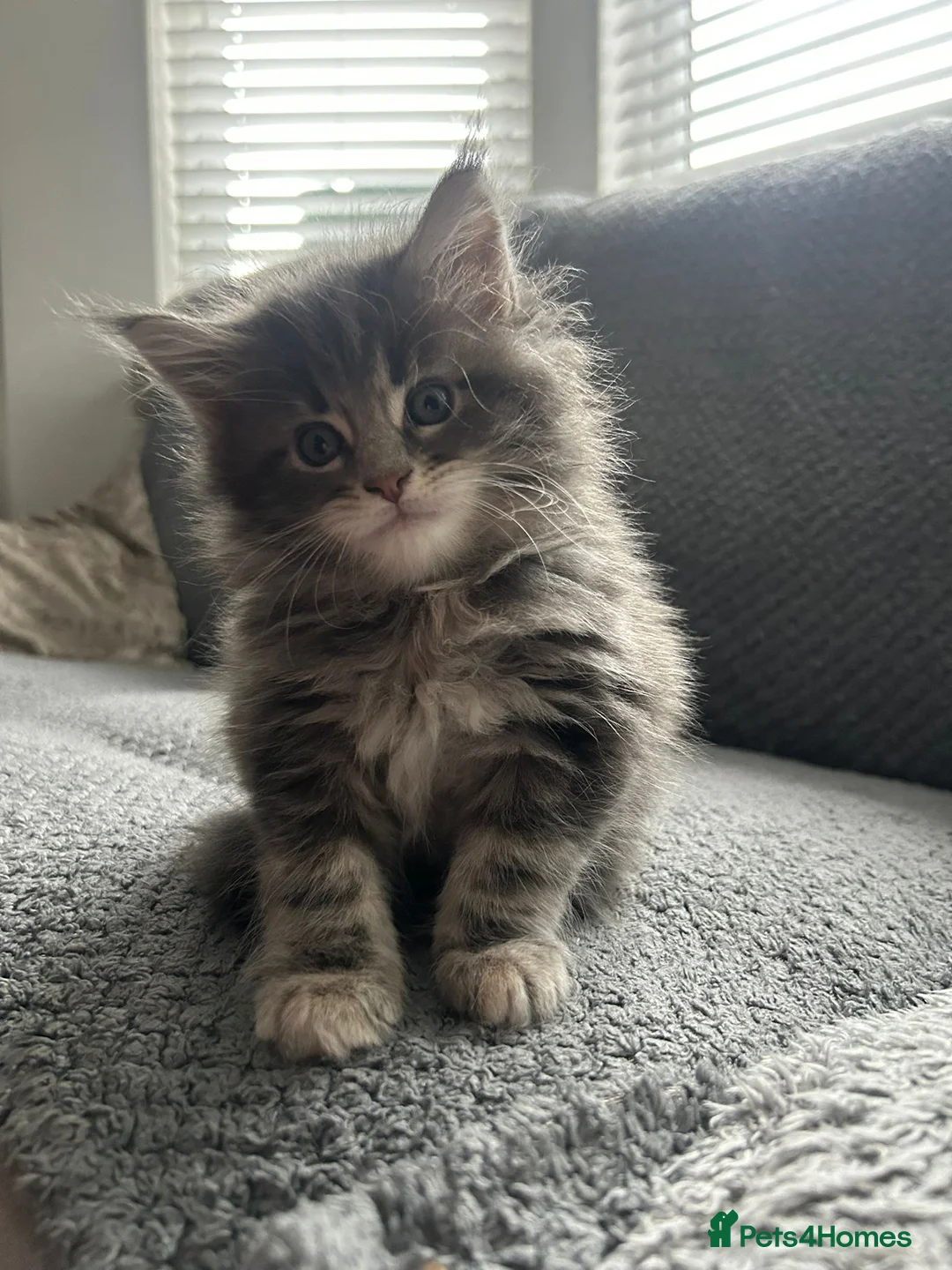 Maine Coon cats for stud: TICA ACTIVE MAINE COON STUD - Advert 17