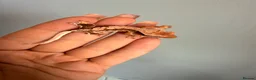 Gecko reptiles for sale: Baby crested gecko’s  - Advert 7