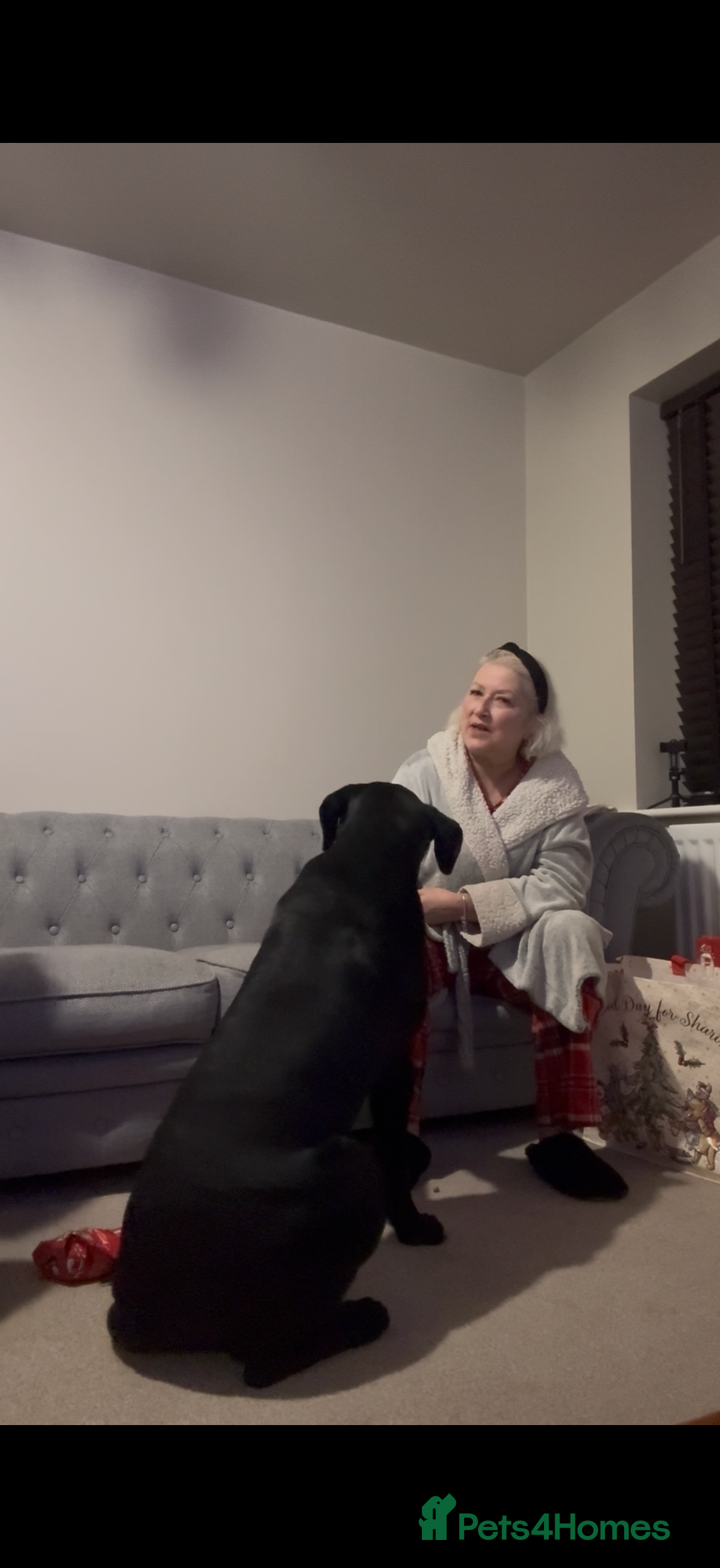 Mixed Breed dogs for sale: 8 month old male cane corso for new loving home - Advert 8