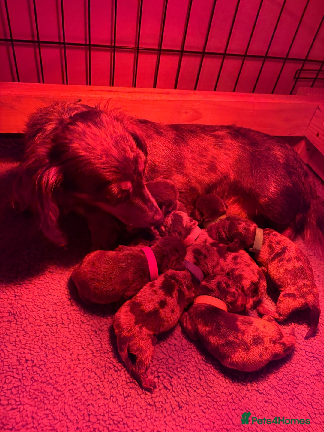 Miniature Dachshund dogs for sale: Miniature Dachshund Pups  - Advert 5