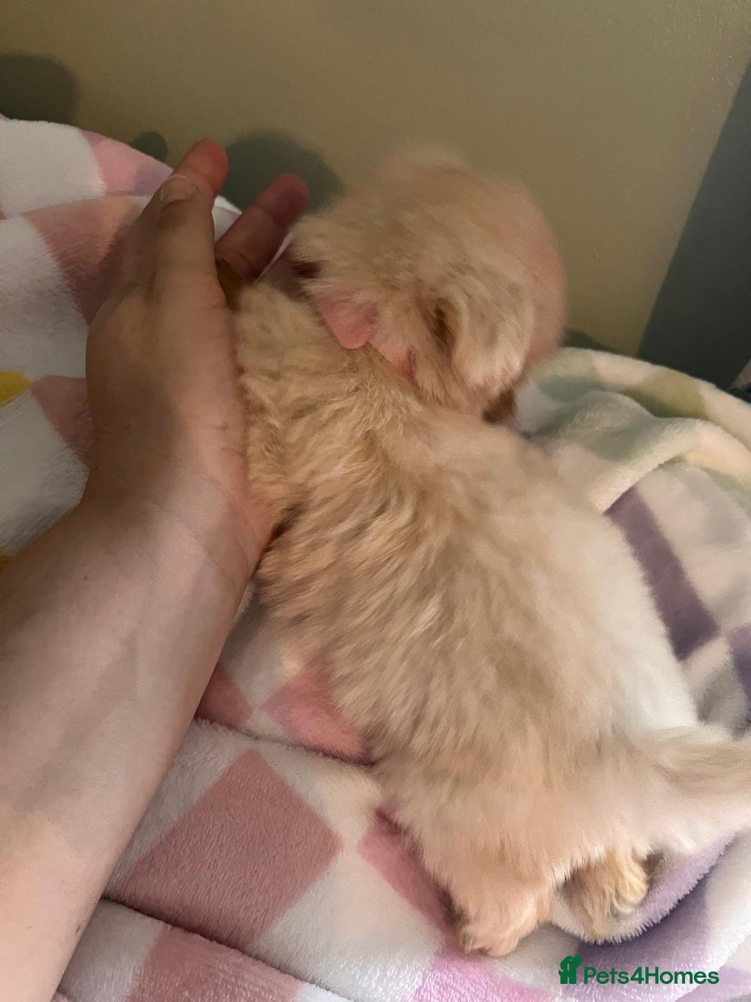 Maltipoo dogs for sale: Tea cup/ pocket puppy Maltipoo girl 🩷 - Image 25