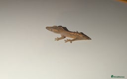 Gecko reptiles for sale: Lilly White Crested Gecko Hatchlings - Image 3
