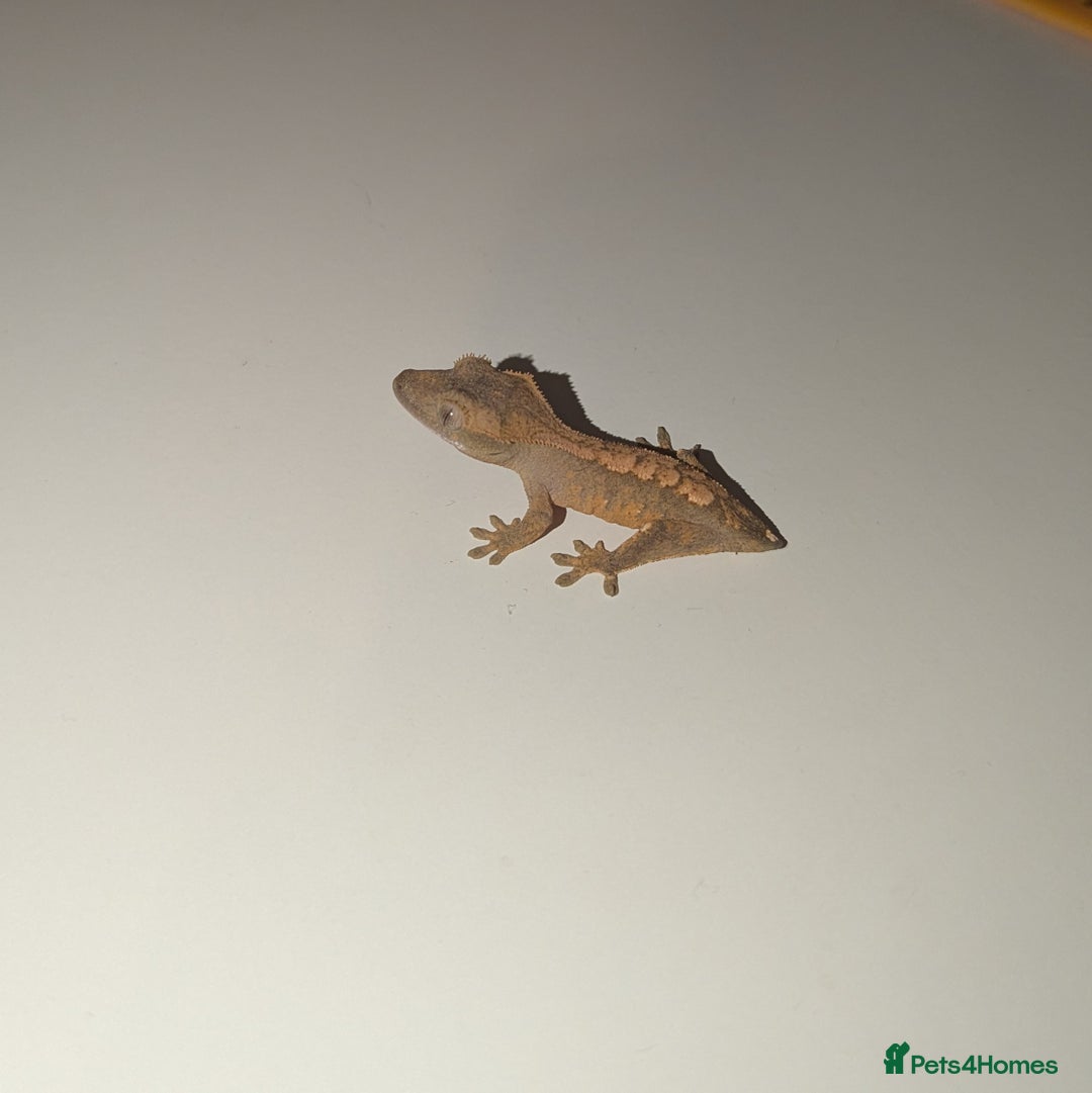 Gecko reptiles for sale: Lilly White Crested Gecko Hatchlings - Image 3