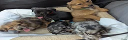 Mixed Breed dogs for sale: Unique Litter Miniature Dachshund & "Dameranian" - Advert 1