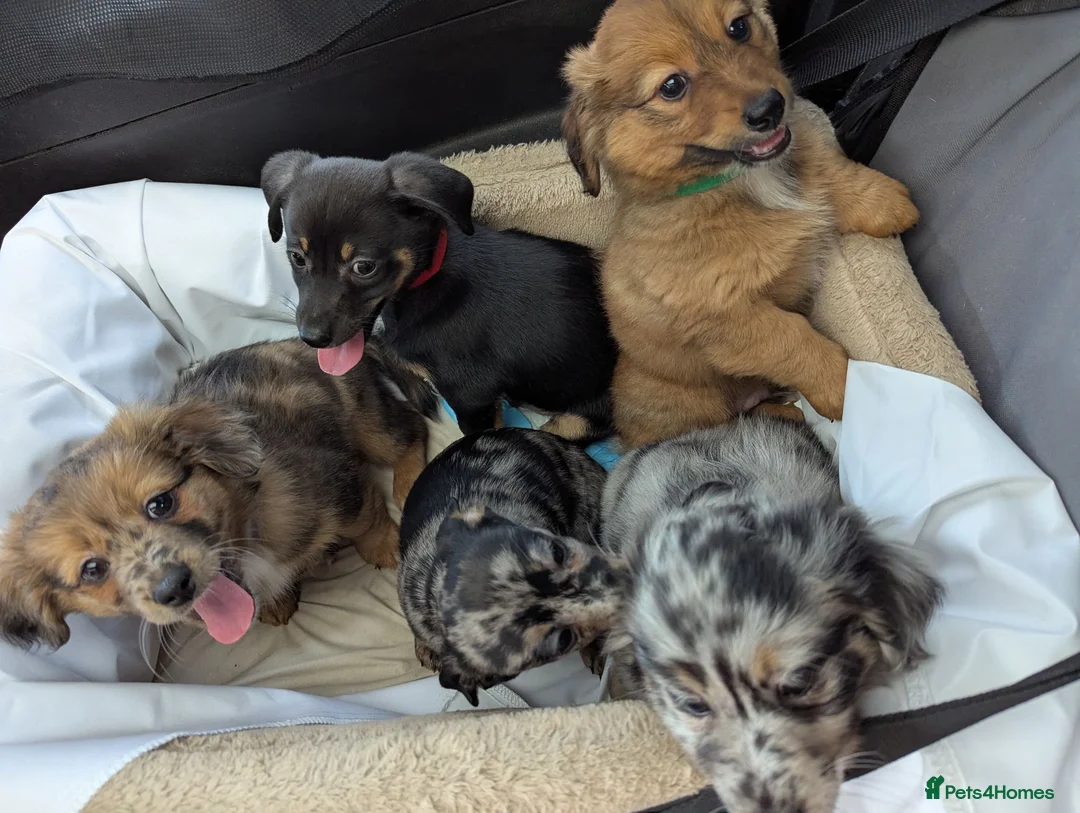 Mixed Breed dogs for sale: Unique Litter Miniature Dachshund & "Dameranian" - Advert 1