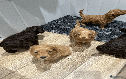 Cockapoo dogs for sale: Fluffy Thick coated F1 Cockapoos/DNA Health tested - Image 8
