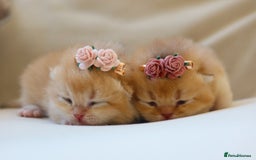 British Shorthair cats for sale: Golden Kittens - Ready December - Reg & Licensed - Image 2
