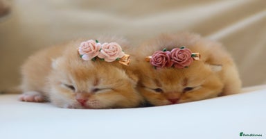 British Shorthair cats - Advert 11