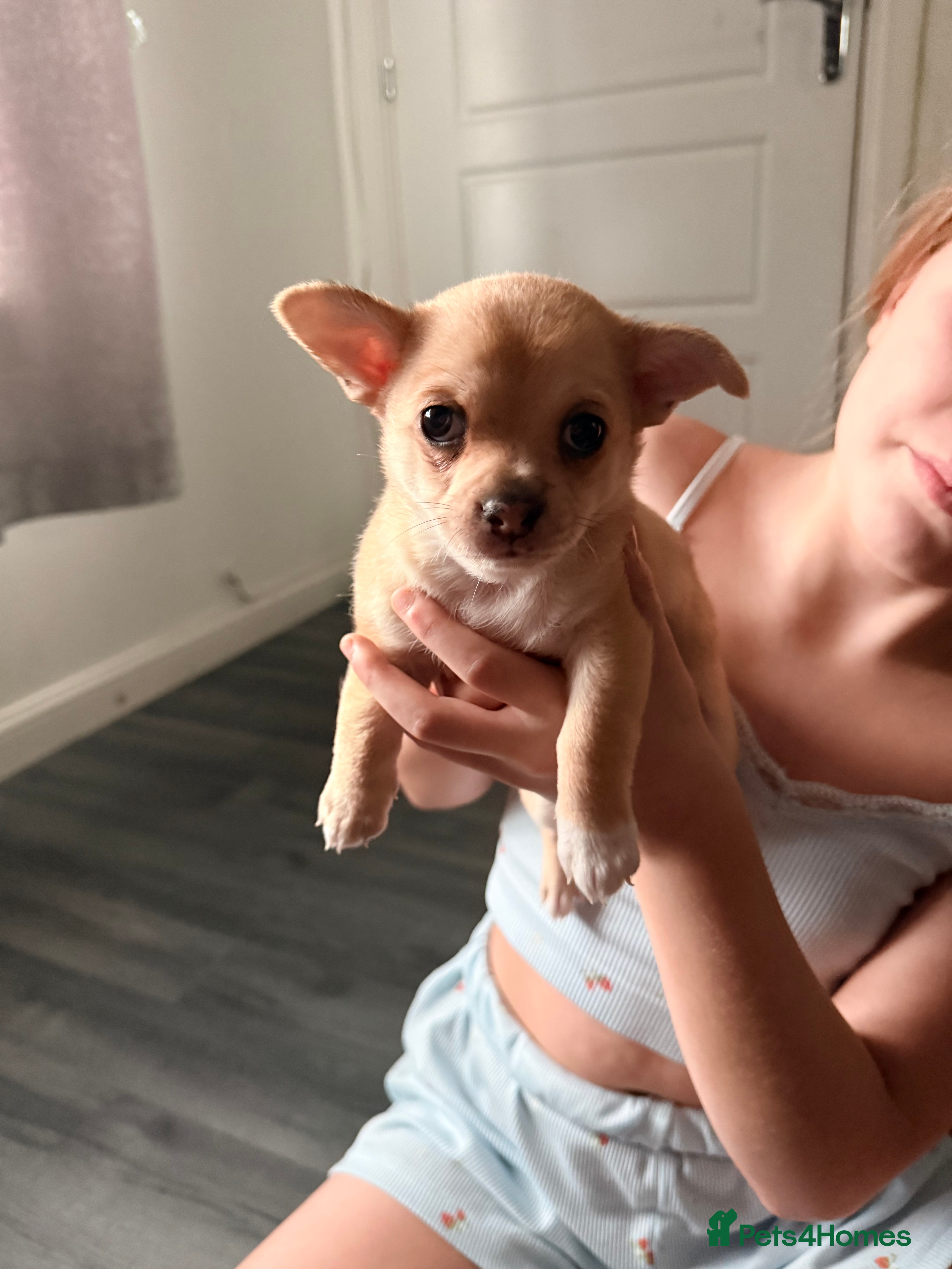Chihuahua dogs * White girl sold* beautiful female Chihuahua   - Advert 2